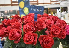 The Ever Red is ‘the best of the red rose’ from De Ruiter. Well-known for its long vase life, length and its big red bud. Still growing in popularity and demand.